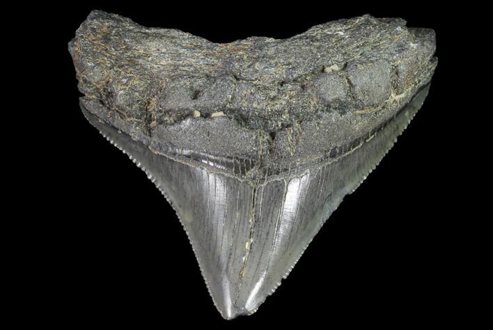 Serrated, Juvenile Megalodon Tooth - Georgia #90747